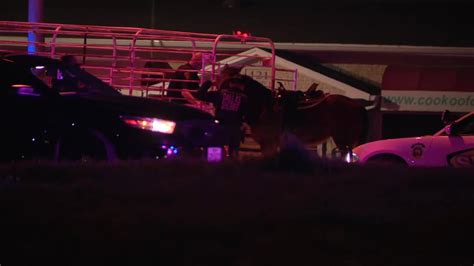 Teen, 2 stolen horses dead after car crashes into group in Dallas